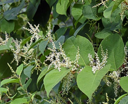 Japanese Knotweed Removal